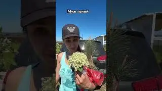 Яблоня вместо ТАЙДАЛОВ #тайдал #яблоня #уэлси #шаровиднаяель #золотоймуж #дача #семья #баста