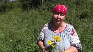 Tansy || Useful properties and applications