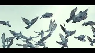 Bashie & Amorf & Fatih Yılmaz - Umi ( 