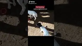 Tail docking in goat with elastrator applicator at goat farm
