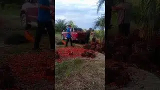 insan x punya