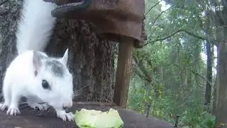 Funny! #fyp #fypシ #funny #whitesquirrel #unicorn #cute #quick