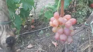 Кишмиш Ледяная красавица - первый класс бессемянности