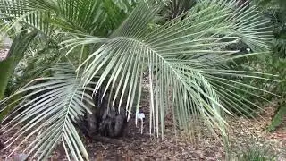 Jubaeopsis caffra Kafir Palm in Brevard County FL