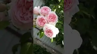 Троянди в моєму саду. Липень 2023.