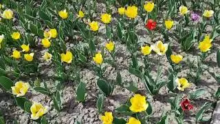 ТЮЛЬПАНЫ!!!🌷🌷🌷 г.Шымкент