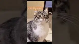 A little IQ, but not much 😂😂😂