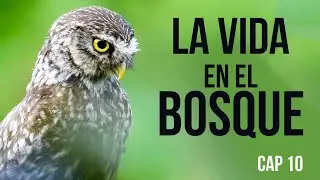 LA VIDA EN EL BOSQUE - CAP10: Lugares Increíbles en la Naturaleza