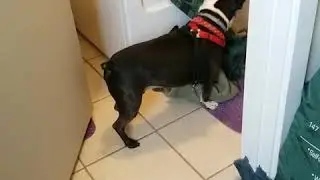 Dog Does Laundry