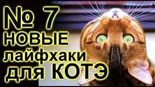лайфхаки для кота 7