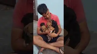 dog dog dog dog #shorts #cute #puppy #baby