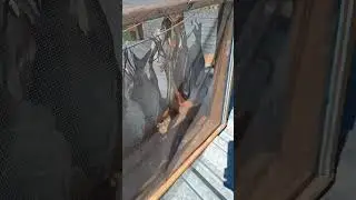 Как я вялю рыбу