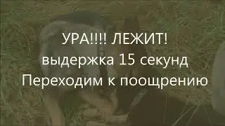 воспитание  щенка (2,5 месяца)