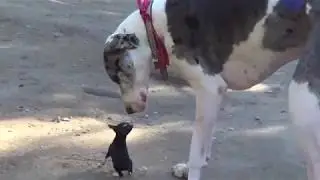 That awkward moment when a tiny puppy meets the 'big brother'