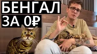 Бенгальский котёнок с авито за БЕСПЛАТНО! 