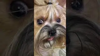 Мини Йоркширский Терьер 😍