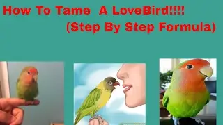 (How To) Tame Your LoveBird (Updated Version)