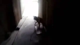 Vem tirar foto Tico (O baile do Cachorro)