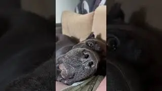 Милый Трой ❤️