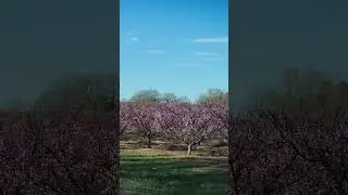 ПЕРСИКИ ПЕРСИКИ ПЕРСИКИ ЦВЕТУТ  КРАСОТИЩА