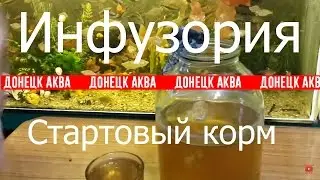 This really works as a way to breed infusoria. Infusoria starter food. Food for aquarium fish.