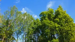 Suono del vento che muove le foglie degli alberi • Rilassante e per dormire • Rumore bianco ASMR