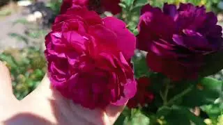 Роза Дарси Басселл