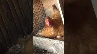 Как УКРАСТЬ яйцо у курицы?! **она нападает** 