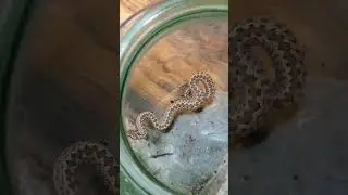 ЗМІЯ СТЕПОВА #змія