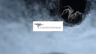 Hydraulic Spiders