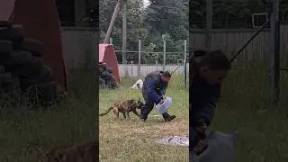 СТОЙ! НЕ УЙДЁШЬ!  Голландская овчарка. Дрессировка собак. СТРАЖ. Одесса.