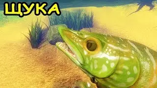 НОВАЯ ЩУКА В ИГРЕ Feed and Grow Fish