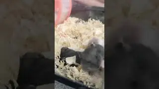HAMSTER LUCU PUNYA RUMAH #SHORTS