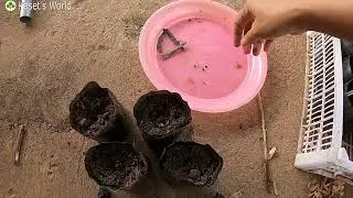 ปลูก ดอกอัญชัน | วิธีปลูกอัญชัน จากเมล็ด
