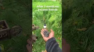 HOW I became friends With a WILD BIRD, cool transition 😯 