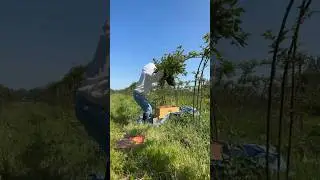 2023 Honeybee Swarm Catch