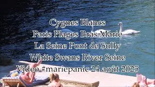 Cygnes Blancs Pont de Sully La Seine Paris 24 août 2025 No.2 #cygne #swan #paris #seine #nature