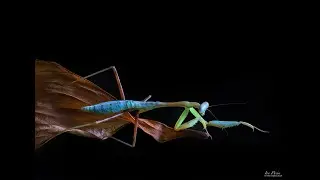 Giant Asian Mantis feeding on big fly