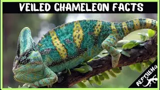 Discover the Hidden World of Veiled Chameleons With These Facts!