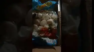 Морской гребешок