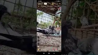 ГОЛУБИ ДРУЗЕЙ ИЗ АЗИИ