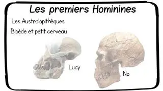 Les origines de l'humanité