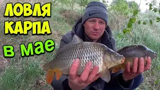 Fishing for carp in May on the pond. Fishing for the soul