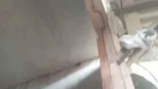 Kucing genjotan