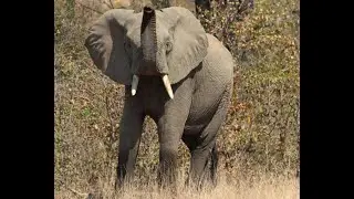 Agitated Elephant Bull