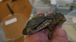 The New Baby Black Throated Monitors Are All Tame!!