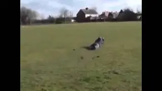 Kite Flying Fail