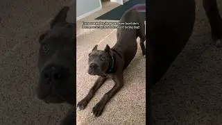 Luna’s favorite yoga pose 🧘🏼‍♀️🐶  #pets #yoga #youtube #shorts #youtubeshorts #shortvideo