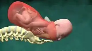 לידה באנימציה.wmv