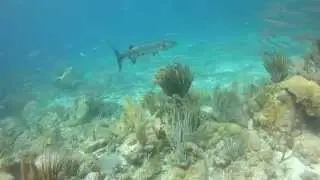 Barracuda St. John